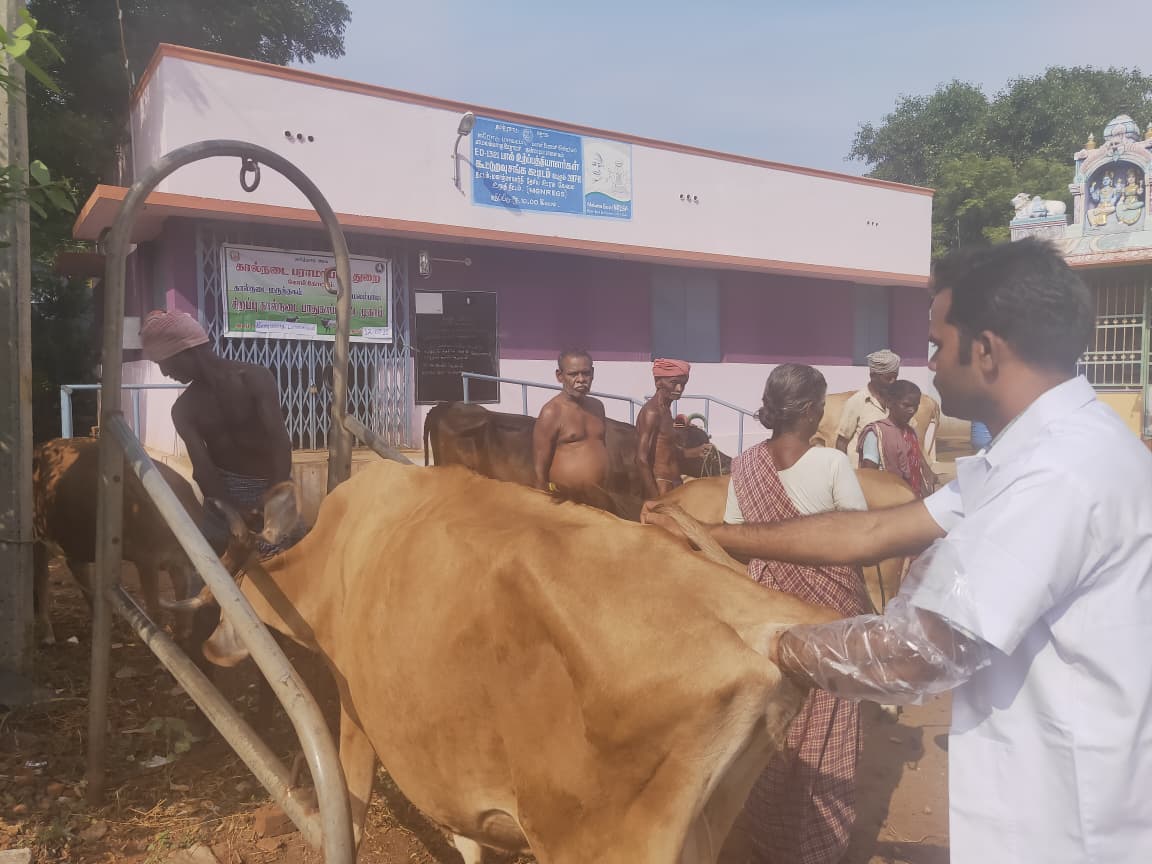 Livestock Health and Vaccination Camp – Rural Anthiyur. A field program conducted under the Government Veterinary Department to provide free cattle health check-ups, deworming, and vaccination services for local farmers.