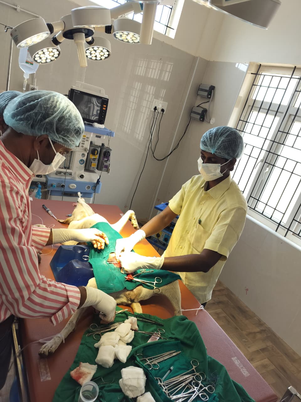 Dental surgery procedure - Complex extraction