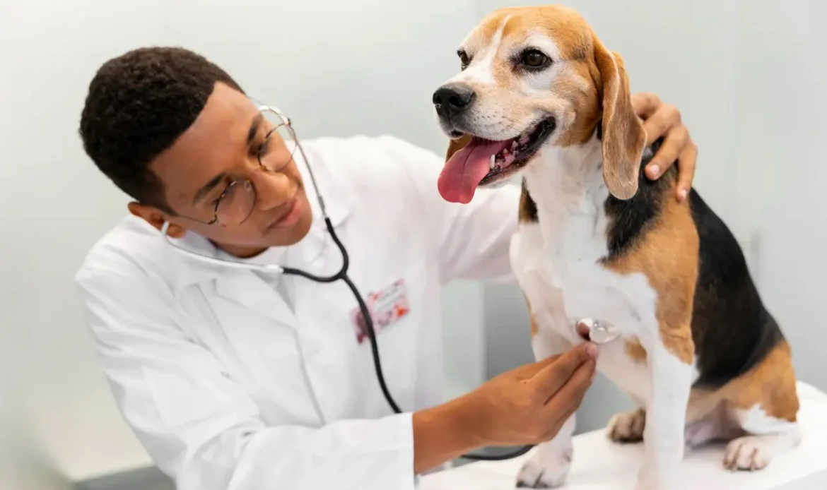 A veterinarian examining a beagle with a stethoscope.